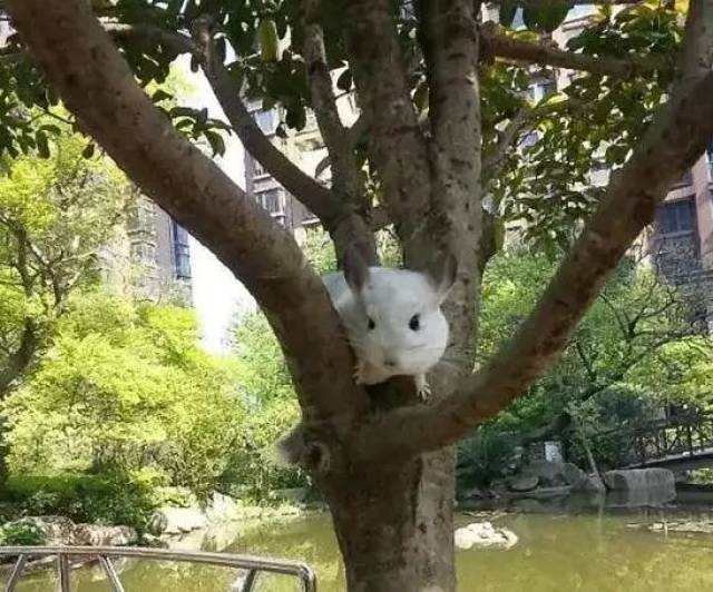 龙猫生病期间,给药的忌讳点