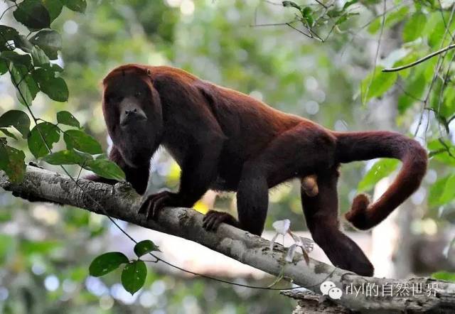【rlyl物种说】今日--红吼猴(Colombian red howler monkey)_搜狐网