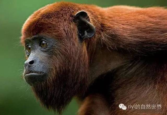【rlyl物种说】今日--红吼猴(Colombian red howler monkey)_搜狐网