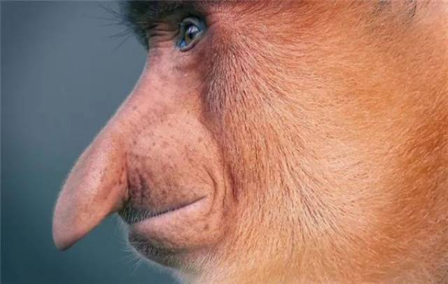 29长鼻猴
