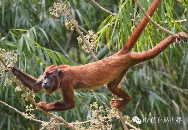 【rlyl物种说】今日--红吼猴(Colombian red howler monkey)_搜狐网
