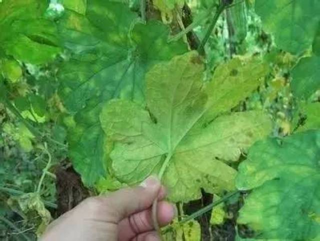 注:氫氧化銅最好單獨使用,以免產生藥害.