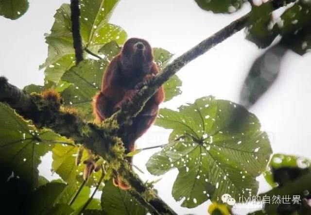 【rlyl物种说】今日--红吼猴(Colombian red howler monkey)_搜狐网