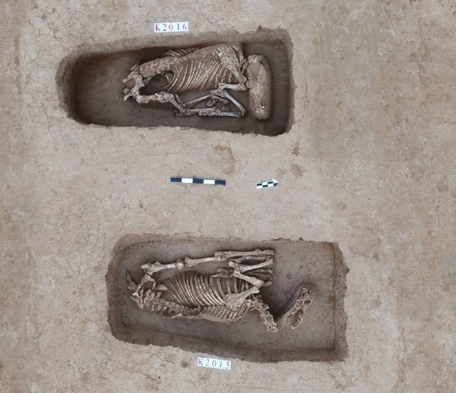 新发现|一场跨越2000年的亲子鉴定,有望揭开陶寺北墓地待解之谜
