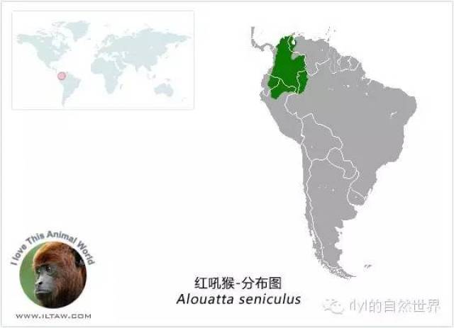 【rlyl物种说】今日--红吼猴(Colombian red howler monkey)_搜狐网