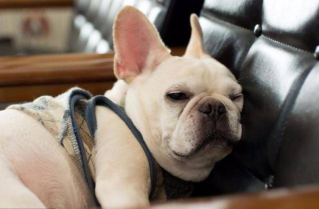 最适合家养的13种宠物狗,你养的是哪个?