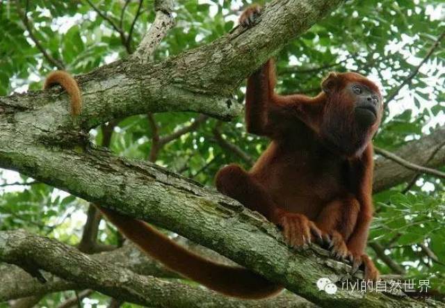 【rlyl物种说】今日--红吼猴(Colombian red howler monkey)_搜狐网