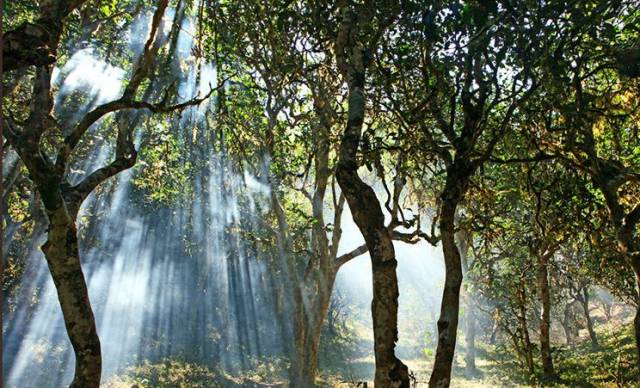 布朗古树茶 | 不只是纪念与情怀,品饮价值更佳,每个人都是一杯水,在