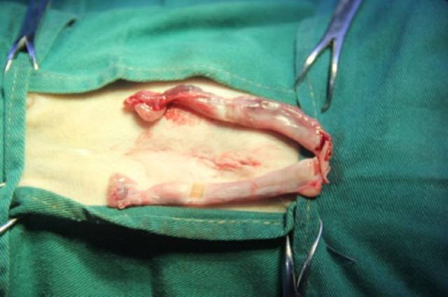 母猫绝育后还是很瘦，母猫绝育后特别瘦