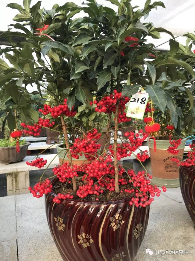 家有一颗"黄金万两" 新年旺财又旺运