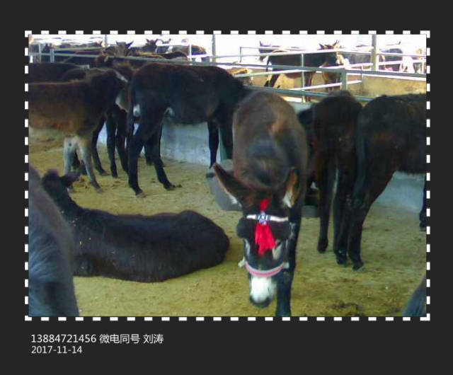 肉驴养殖行业的蓬勃发展