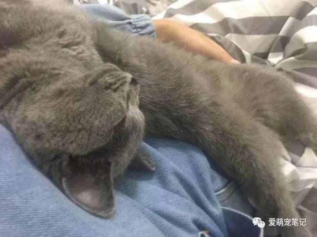 一宠主求助猫肉怎么做好吃?网友悄悄看了眼他