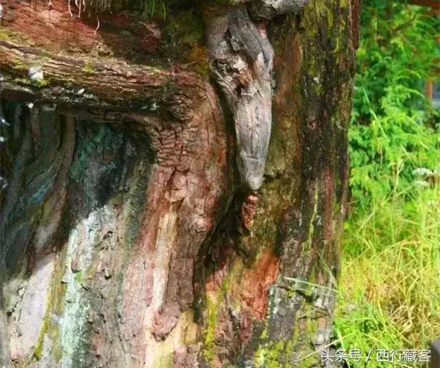 害羞了,林芝这些奇特景点,看了让人脸红