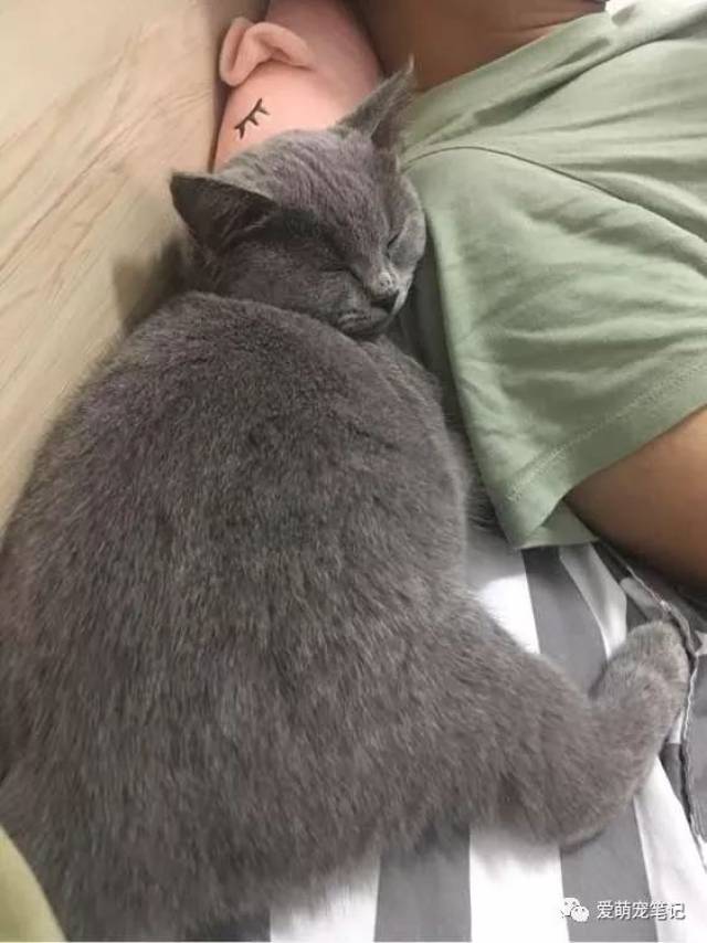 一宠主求助猫肉怎么做好吃?网友悄悄看了眼他