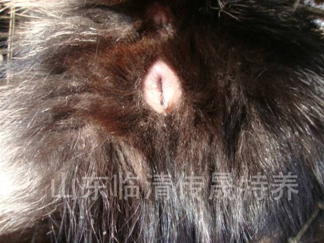 银狐发情期外阴图片变化