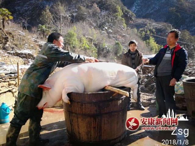 大锅烧水 随后几个大汉将猪抬到事先烧好水的木梢桶里,认真捶洗一遍