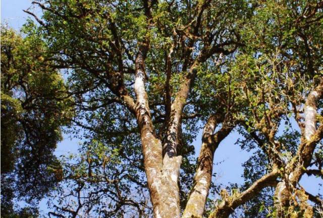 布朗古树茶 | 不只是纪念与情怀,品饮价值更佳,每个人都是一杯水,在