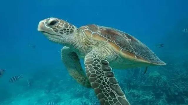 即使沒有看到鯨鯊 仍會發現無數遠洋海底動物 例如巨大的海龜