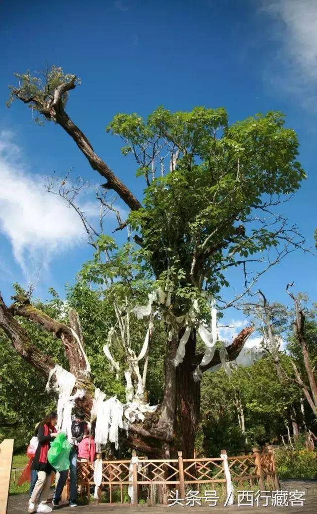 米林南伊沟景区有一棵树,树干酷似男女生殖器,且呈交合状态,当地人称