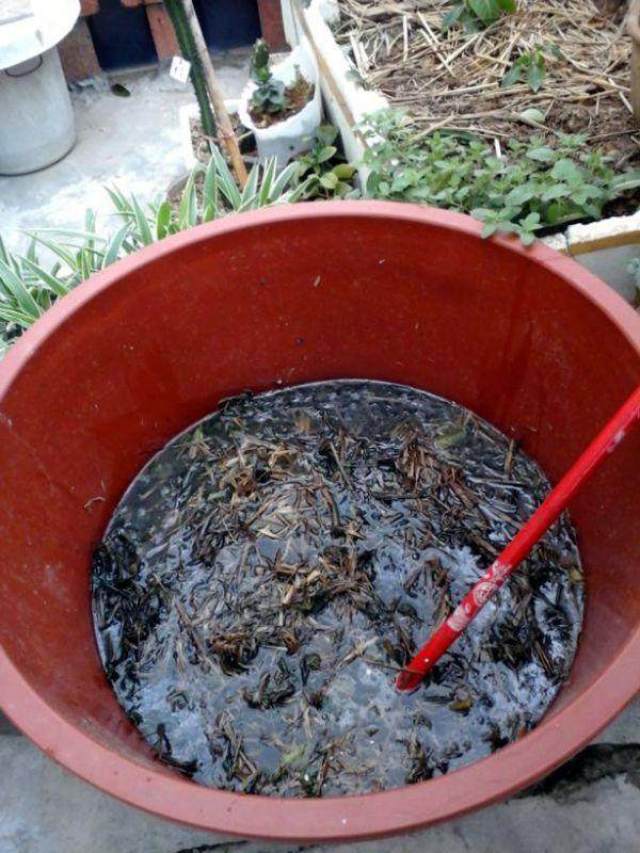 准备口径70的大水桶种植,用木叶禾草这类沤肥.