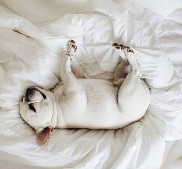 赖床的狗子简直和你一毛一样!"我好像被床封印住了!