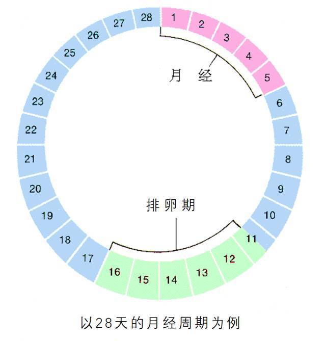 【科普】你想知道的排卵期出血都在这