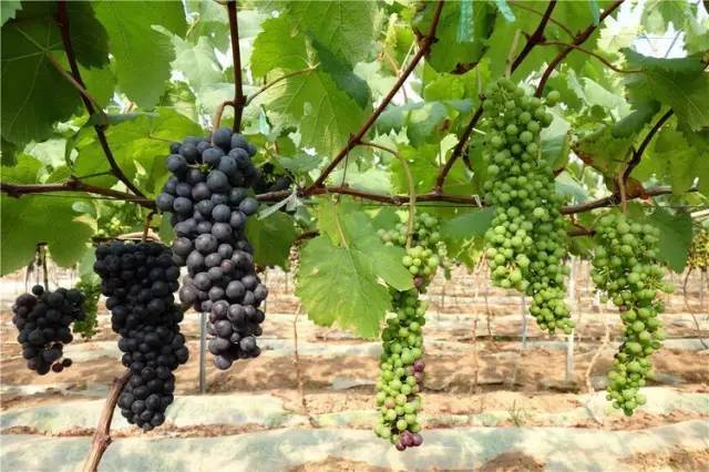 对云南早熟葡萄产业发展的认识与思考