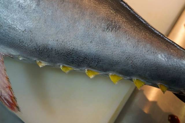 北海道蓝鳍吞拿鱼,160斤!就在一品渔村!