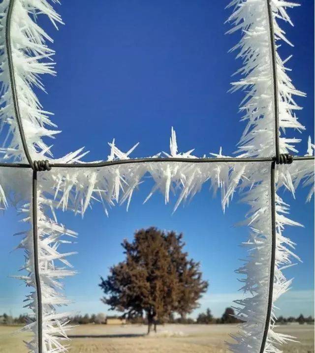 【美图】来一波冰碴子照片,带你领略严冬的气息!