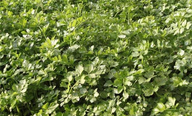 温利军:让"苦水芹菜"抢"鲜"上市_手机搜狐网