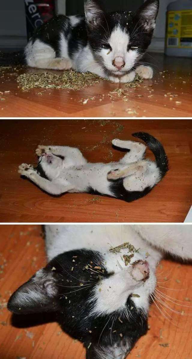 主人出门买菜,一回家猫咪都集体吸猫薄荷,看起来已经废了