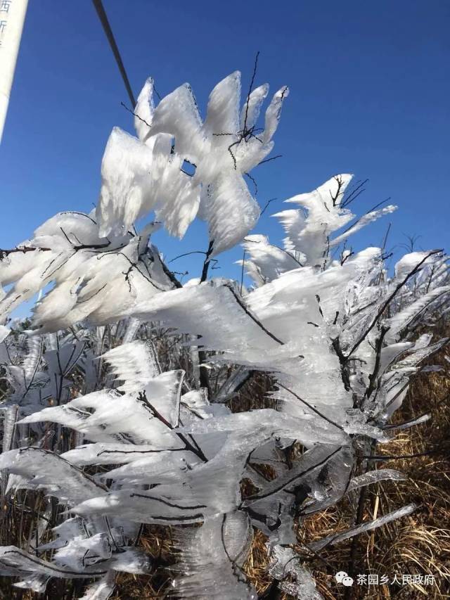 在我县境内的大乌山,覆笥山,树枝,野花,野果全被晶莹剔透的冰凌包裹着