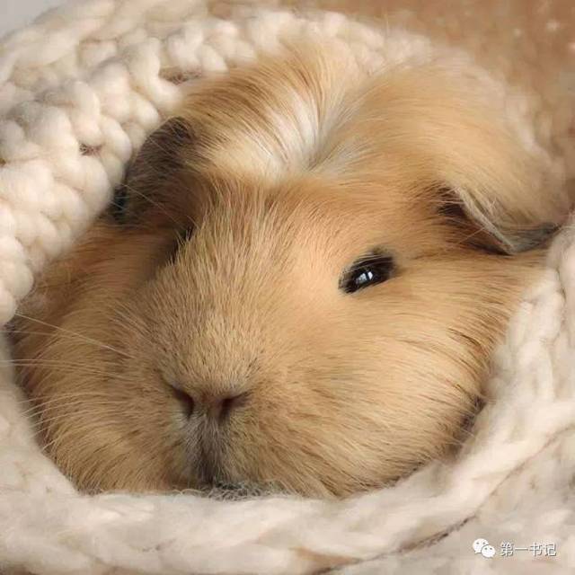 "萌萌哒"跑进大石山区,村民将它打造成了"金娃娃"