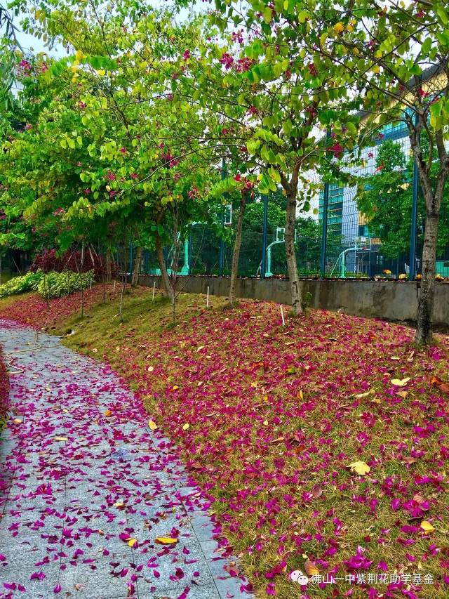 《贊紫荊花般的育人精神》 曾昭強副校長 風雨送落花, 無意閱芳