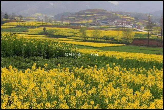 漢中油菜花美,人更美!