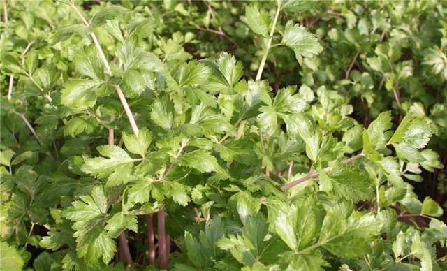 温利军:让"苦水芹菜"抢"鲜"上市