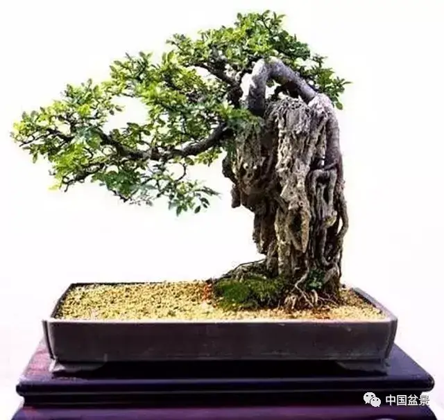 破土穿缠伴石立 相携成趣树抱石