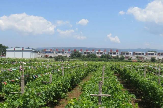 淳化县石桥镇咀头村