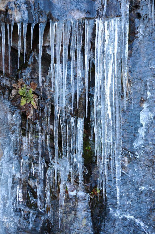 冰柱,冰挂,冰花,一到冬天庆元这个地方就美成冰雪童话!