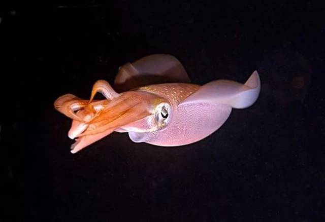 体圆锥形,体色苍白,有淡褐色斑,头大,前方生有触足10条,尾端的肉鳍呈