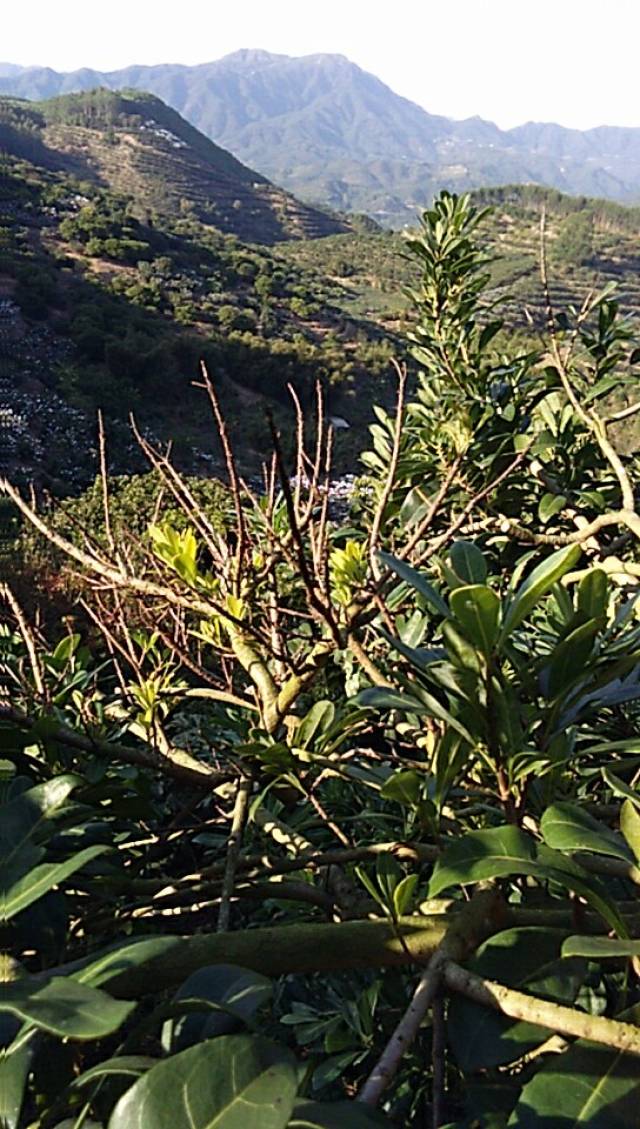 杨梅枝叶枯萎病防治技术重点
