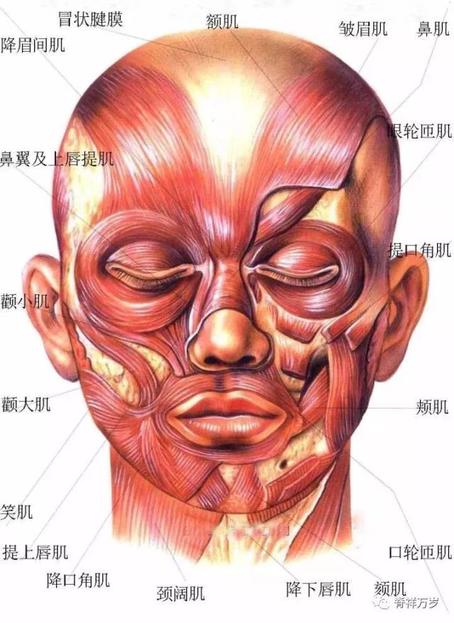 面部肌肉徒手整型