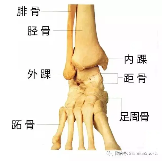 踝关节,由胫骨和腓骨的下端形成深槽,槽内是距骨呈滑车形的上表面