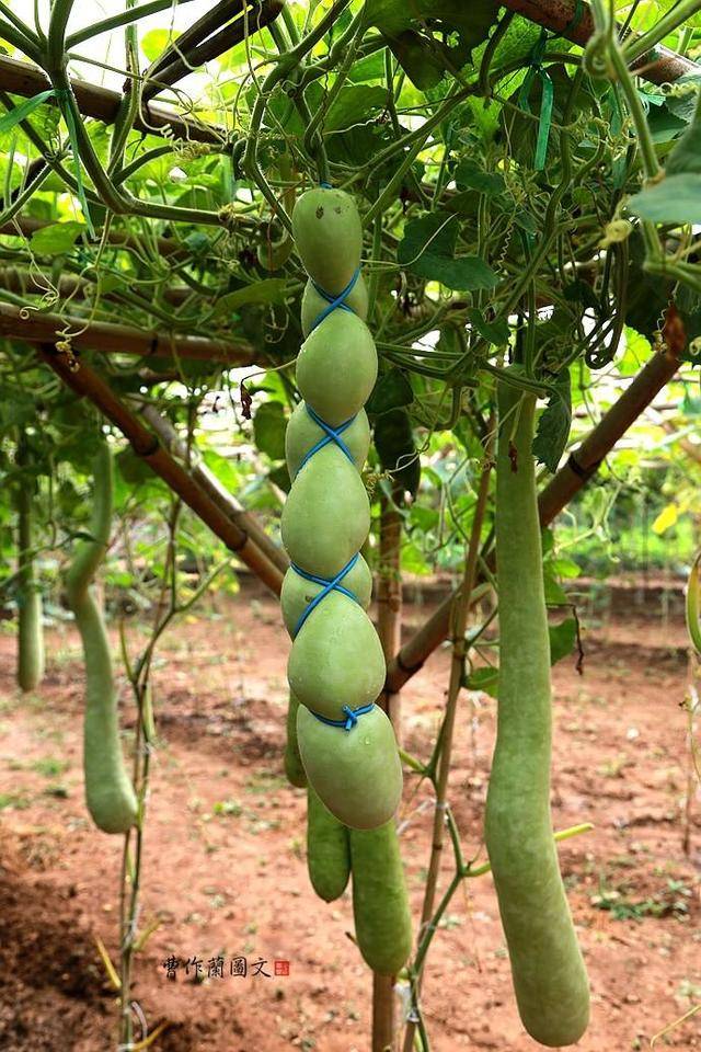 东葫芦峪村:一个有200多种葫芦的地方