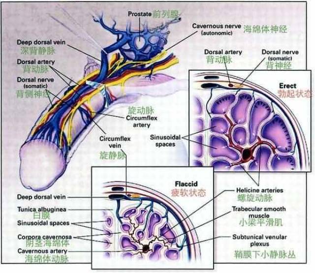 阴茎硬起来软不下去竟然是一种严重的病,再不知道就晚了!