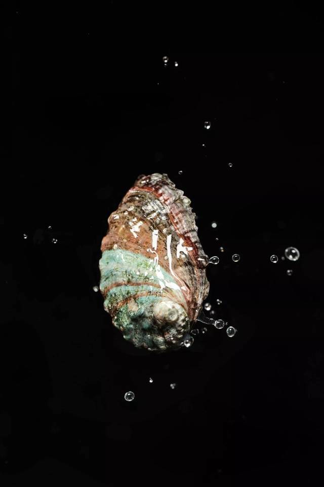 食物公布 | 贝壳的脑洞有多大?
