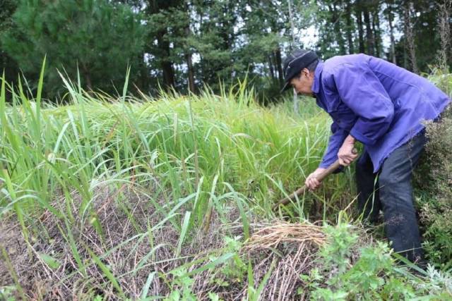 羊子喜欢吃的草根,老农民用来治感冒,节约好多医药费