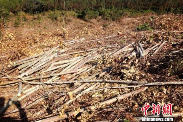 滥伐 搜狐网