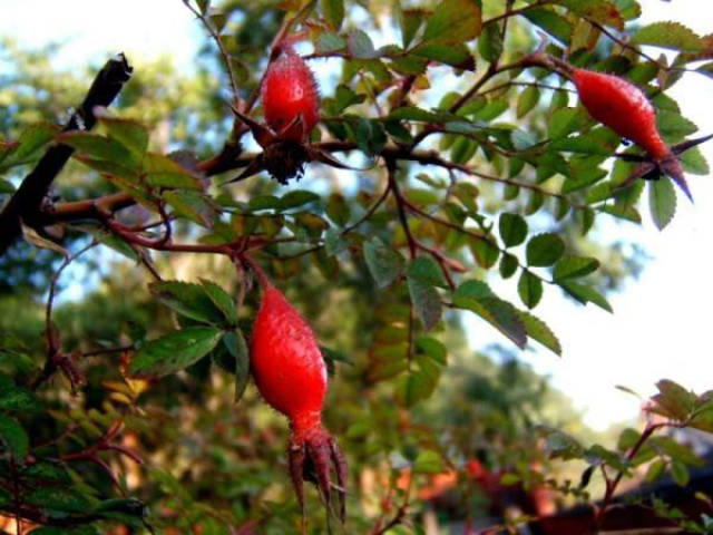 这种灯笼果学名叫金樱子,又名刺榆子,刺梨子,山鸡头子,糖莺子,糖果