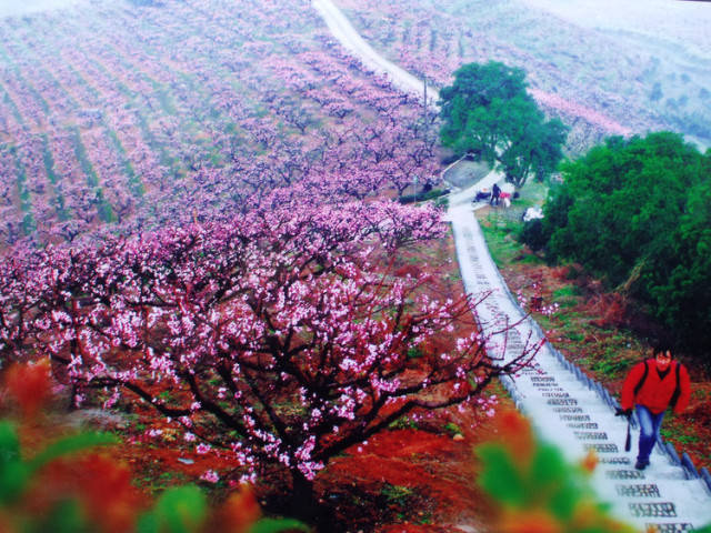 跑进十里花海恋上桃花源奉化海峡两岸桃花马拉松报名中